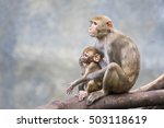 Image Of Mother Monkey And Baby ...