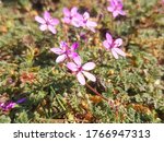 Small photo of alfilaria or alfilaree also California filaree (in german Gewohnlicher Reiherschnabel) Erodium cicutarium