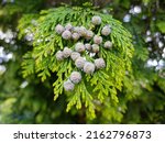 Small photo of Lawson's cypress also Port Orford-cedar (in german Lawsons Scheinzypresse) Chamaecyparis lawsoniana