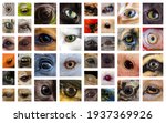 Closeup macro collage of animal ...
