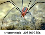 Small photo of Red Daddy longleg or harvestman spider on gravel