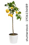 Ornamental Fruiting Lemon Tree  ...