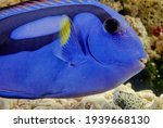 Paracanthurus hepatus is a species of Indo-Pacific surgeonfish. A popular fish in marine aquaria, it is the only member of the genus Paracanthurus