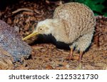 Small photo of Kiwi, are flightless birds endemic to New Zealand of the genus Apteryx and family Apterygidae
