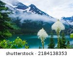 Beautiful beargrass wildflowers at Grinnel Lake in Glacier National Park USA