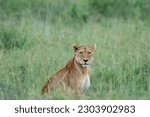 Small photo of Lion (lioness) sits in the tall grass of the Serengeti, looking at camera as it hunts