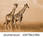 Giraffe Couple Walking
