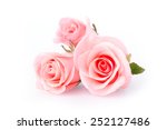 Pink Rose Flower On White...