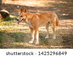 Australian dingo outside in nature during the day.
