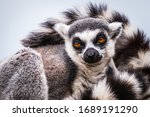 Portrait Of A Ring Tailed Lemur ...