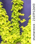 Small photo of Golden Hop, humulus lupulus aureus, climbing up strings