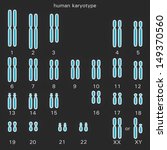 normal human karyotype which is ... | Shutterstock . vector #149370560