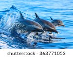 A spotted dolphin family...