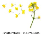 Rapeseed blossom isolated on white background. Brassica napus flowers. Top view 