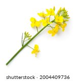 Rapeseed Isolated On White...