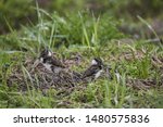 lapwing chicks in their nest