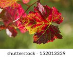Red Vine Leafs