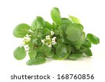 Small photo of water cress