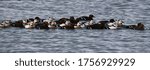 Small photo of Steller's eider ducks on a lake