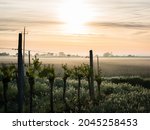 Fog at sunrise at lake Neusiedl near Oggau with vineyard in the foreground