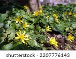 Small photo of Lesser celandine, lesser celandine, figwort or spring lesser celandine (Ranunculus ficaria, Ficaria verna).