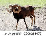 Mouflon  Ovis Gmelini Musimon ...