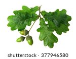 oak leaves - isolated