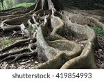 Small photo of Ficus macrophylla, butress roots, Azores