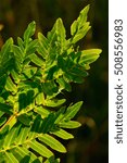Small photo of flowering fern - Osmunda regalis