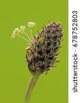 Small photo of Ribgrass (Plantago lanceolata)