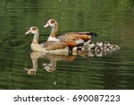 Egyptian Goose With Kids