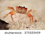Big red crab on the sand. Caribbean crab. Macro.