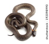 grass snake  natrix natrix ... | Shutterstock . vector #192098990