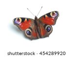 Butterfly   European Peacock ...