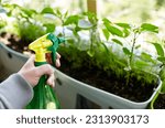 Man gardening in home greenhouse. Men's hands hold spray bottle and watering the pepper plant