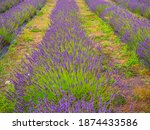 Violet lavender bushes in the field. Poland. Europe