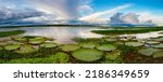 Small photo of Victoria amazonica in Pacaya Samiria National Reserve. It is a species of flowering plant, the largest of the Nymphaeaceae family of water lilies. Amazonia. Amazon Rainforest, Peru, South America