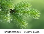 Branch Of A Coniferous Tree...