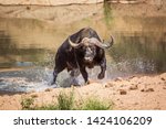 African Buffalo Attacked By...