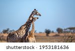 Giraffe Mother Bonding Her Calf ...