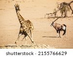 Giraffe And South African Oryx...
