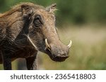Common warthog portrait...