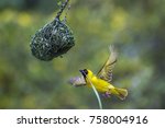 Southern Masked Weaver In...