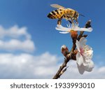 bee honey almond almods tree flower background srping isolated blue sky  background