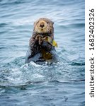 Close Up Of A Sea Otter In The...