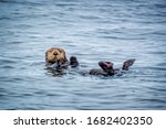 Close Up Of A Sea Otter In The...
