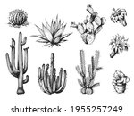 Cactus And Its Flowers Set ...