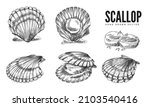 Scallop Mollusk In Shell Hand...
