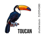 Hand Drawn Toucan Seating On A...