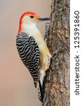 Female Red Bellied Woodpecker ...